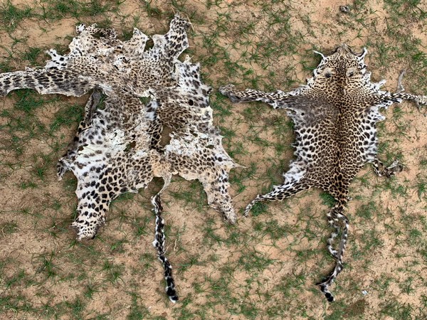 2 illegal leopard skins seized in Odisha