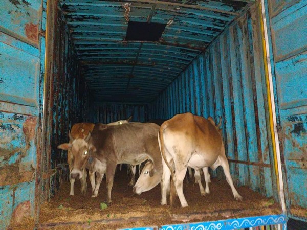 Cattle head seized from the possession of the accused (Photo/ANI) 