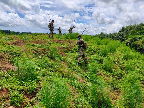 Border Security Force personnel destroy ganja saplings in Tripura