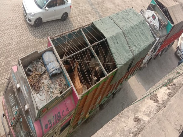 13 persons were apprehended on Saturday while transporting 151 cattle in 6 trucks near Nagaon. Photo/ANI