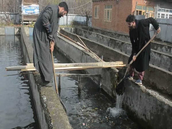 Workers in a trout fishery in J-K's Anantnag. (Photo/ANI)