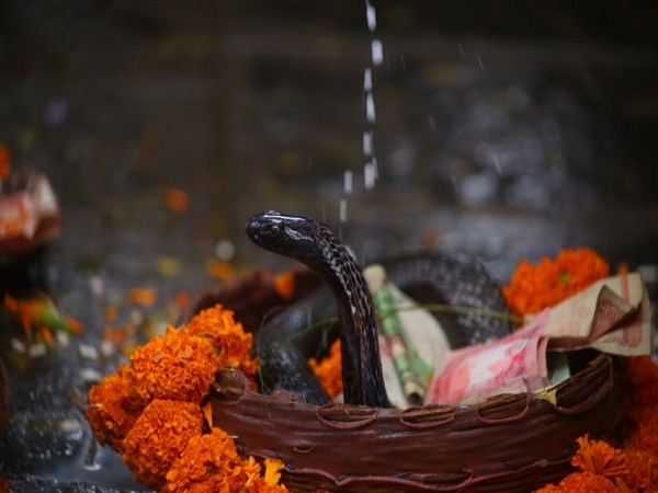 Monocled Cobra charms devotees in Nepal.