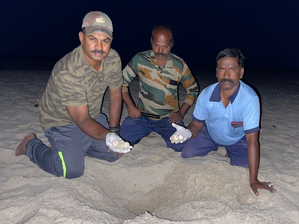 Forest officials collecting Olive Ridley turtle eggs.