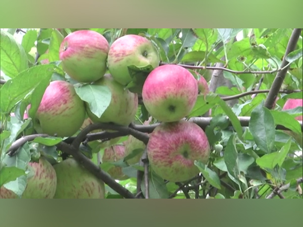 Apple Farming in Rajouri (Photo: ANI Playout)