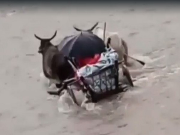 Man taking ailing wife on a bullock cart through river (Photo/ ANI)