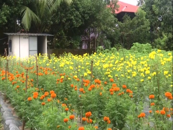 Marigold Farming promoted by Cheranalloor Krishi Bhavan in Kochi