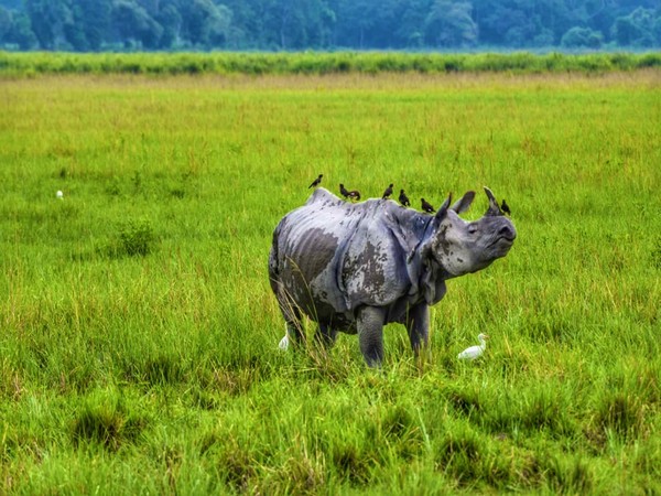 Photo Courtesy: Twitter/@kaziranga_