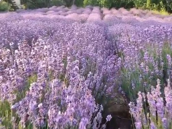 Earlier visula sof Lavender from Bhaderwah (J&K) (Photo/ANI)