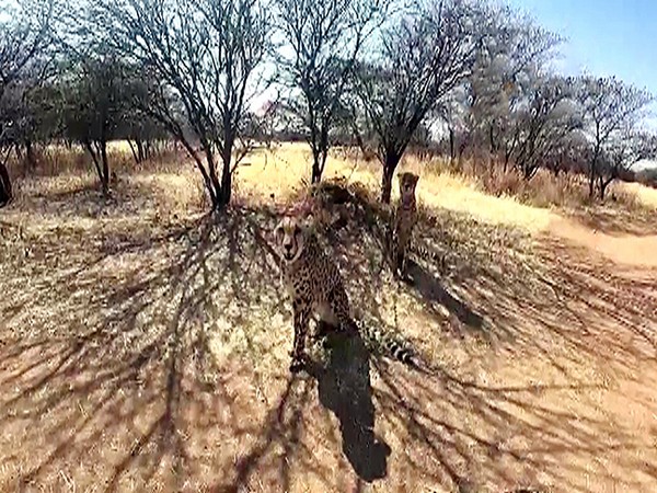 First look of Cheetahs that will be brought from Namibia to India