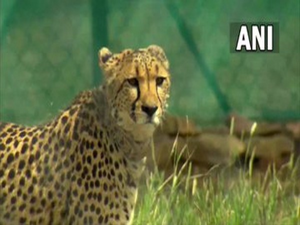 Prime Minister Narendra Modi released the cheetahs brought from Namibia, to their new home Kuno National Park in Madhya Pradesh. (Photo/ANI)