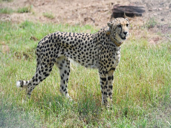 Cheetahs at Kuno National Park