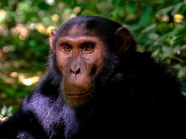 Chimpanzee representative image (File Photo)