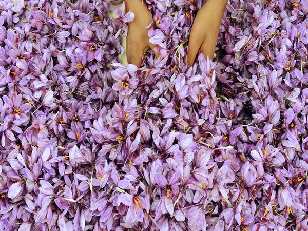 picture of harvested saffron flowers 