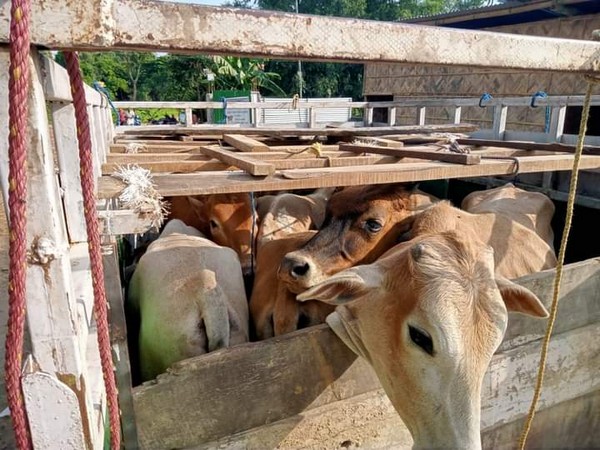 Cattle rescued from the incident (Photo/ANI)