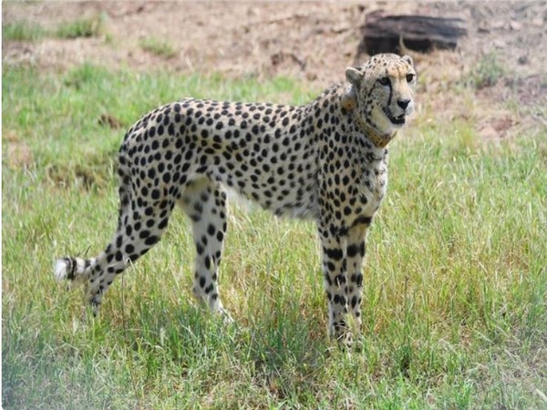 Cheetah at Kuno National Park (File Photo/ANI)