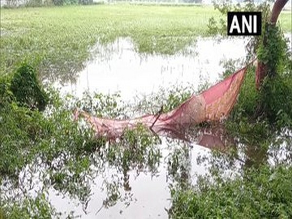 Farmers upset after crops sustain damage due to excessive rains (Photo:ANI)