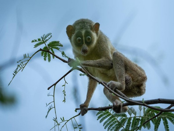 Slender Loris (Image:Twitter/CMOTamilNadu) 