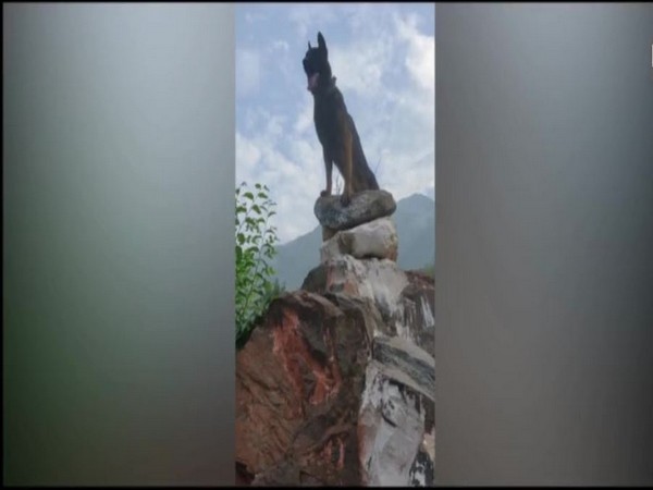 Indian Army dog 'Zoom' (Photo/Army)