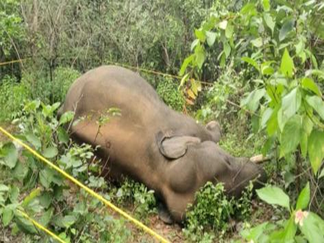 Tusker found dead in Chhattisgarh's Balrampur district (Photo/ANI)