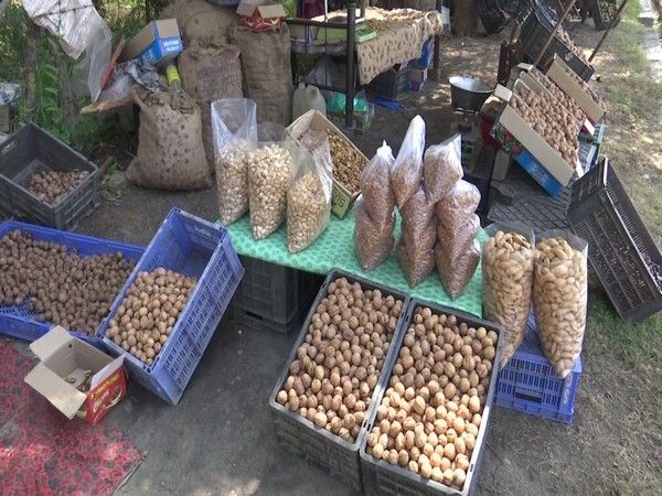 Walnut crop production in Kashmir