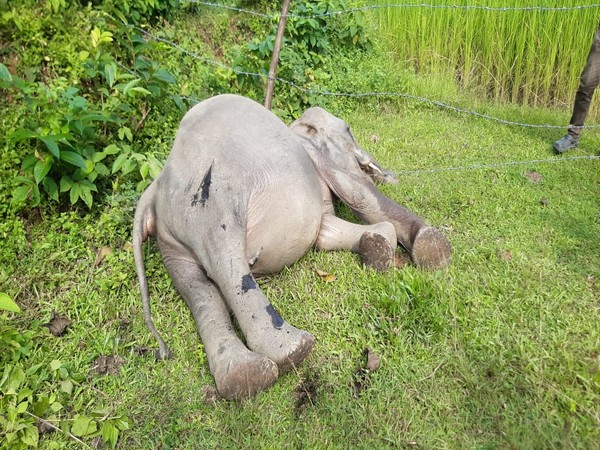 Carcass of an wild elephant recovered from paddy field in Assam's Nagaon