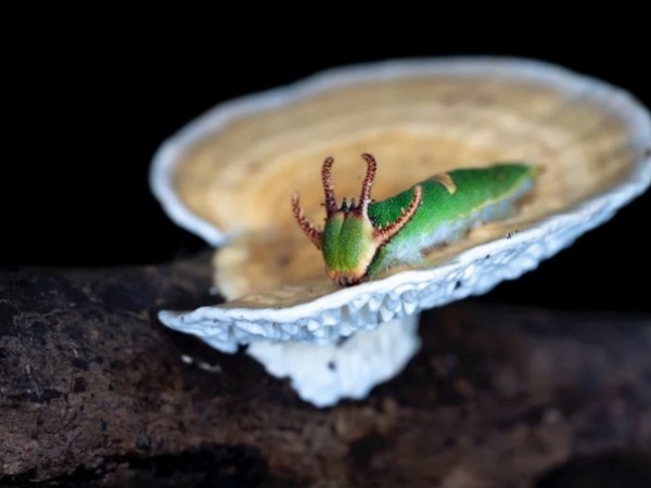 New cancer drug could be developed using mushroom that grows on insects ...