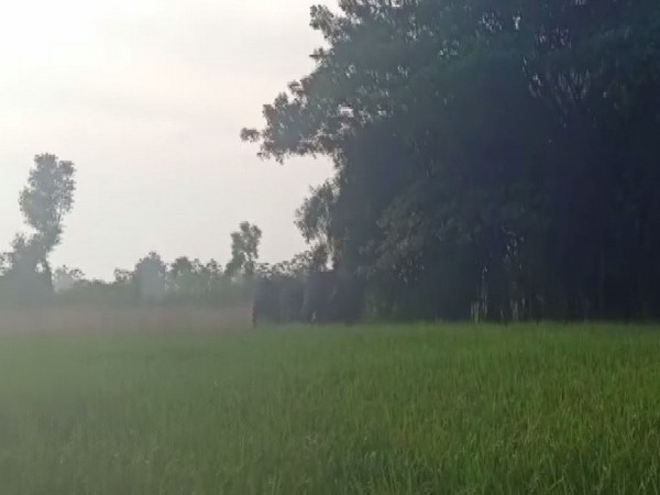Visual of elephants near the crop fields in Parvathipuram Manyam (Photo/ANI)