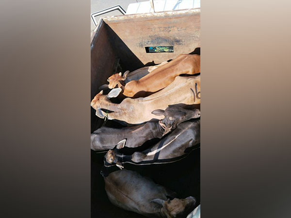 BSF rescues 25 cattle from the International border of West Jaintia Hills 