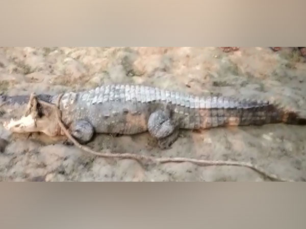 Crocodile attacked the forest officers in Sitapur (Photo/ANI)