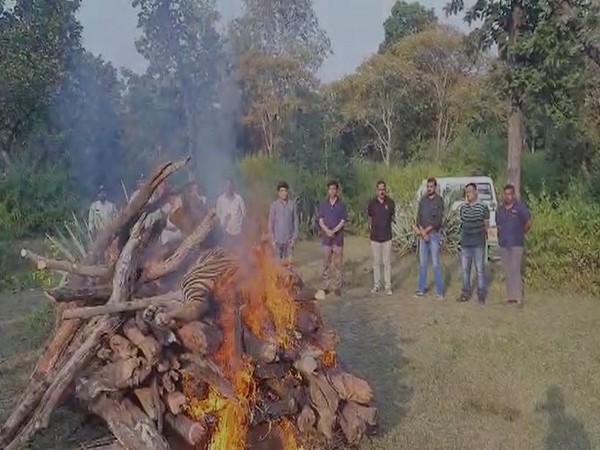 Last rite of the tiger (Photo/ANI)