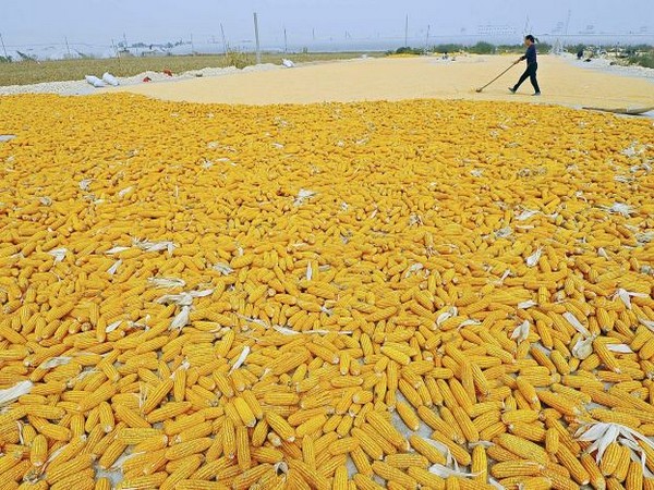 Chinese farmer drying newly harvested corn near her field in Zhuliang village of Qingzhou. (Photo Credit - Reuters)