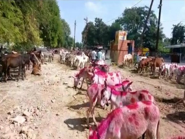 Donkeys and Mules in the fair (Photo/ANI)