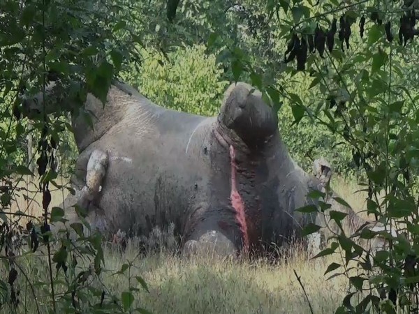 Carcass of the tusker (Photo/ANI)