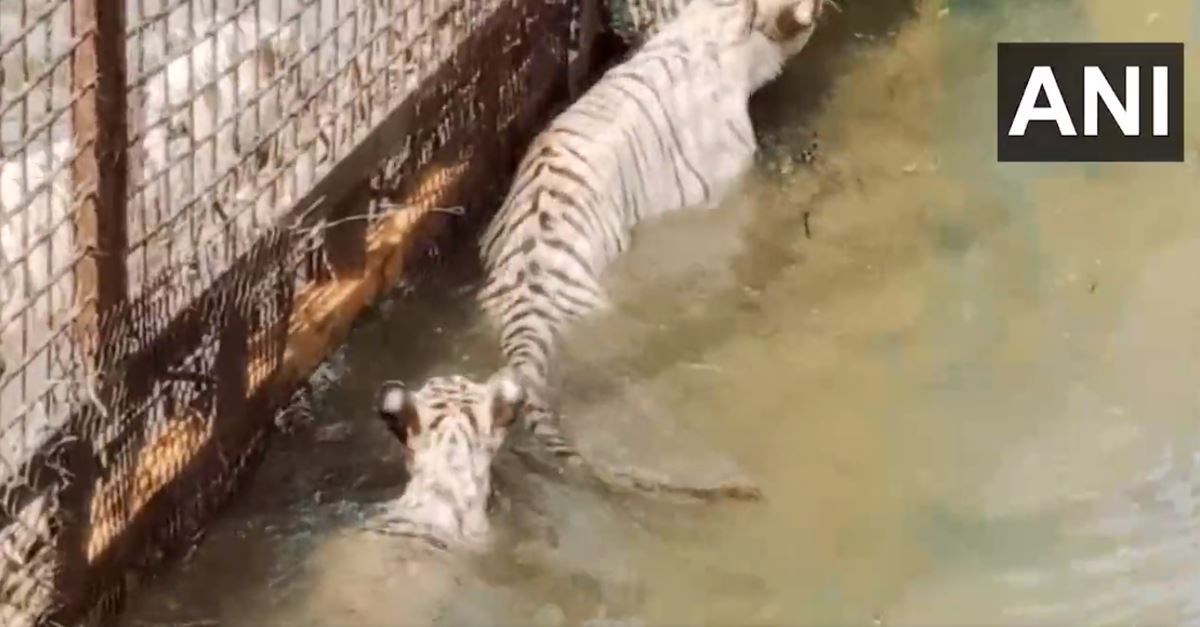 2-month-old white tiger 'Singham', released in Maitri Bagh Zoo (Photo:ANI)