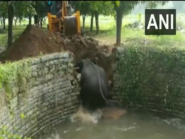 Elephant rescued from well (Visuals/ANI)  
