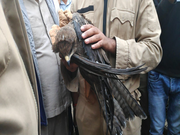 Eagle rescued (Photo/ANI)