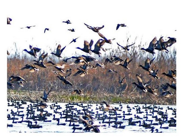 The arrival of migratory birds in the Kashmir Valley has started 