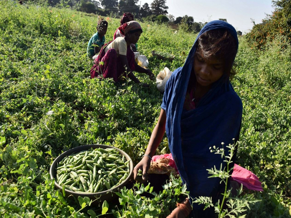 Farmer Plucking Green Peas (File Photo/ANI)