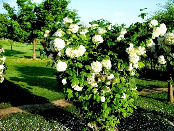 'Kashmiri Rose' the Queen and King of flowers