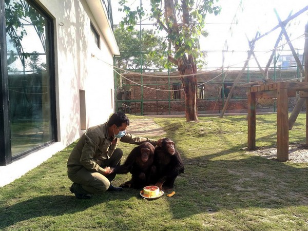 Rescued chimpanzee pair
