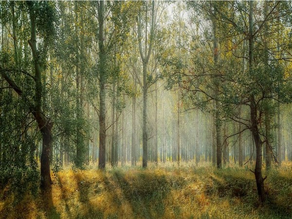 Representative image.