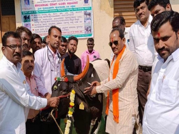 Karnataka Minister of Animal Husbandry Prabhu Bhamla Chavan at cattle vaccination (Photo/ANI)