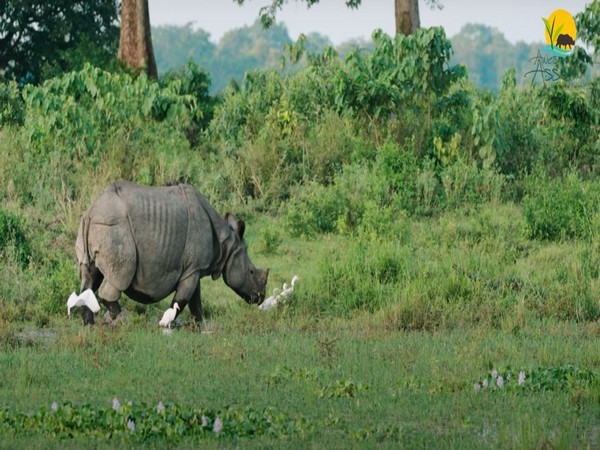 Image Courtesy: Assam Tourism
