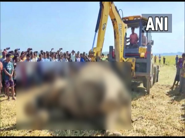 Carcass of elephant found in paddy field (Image/ANI)