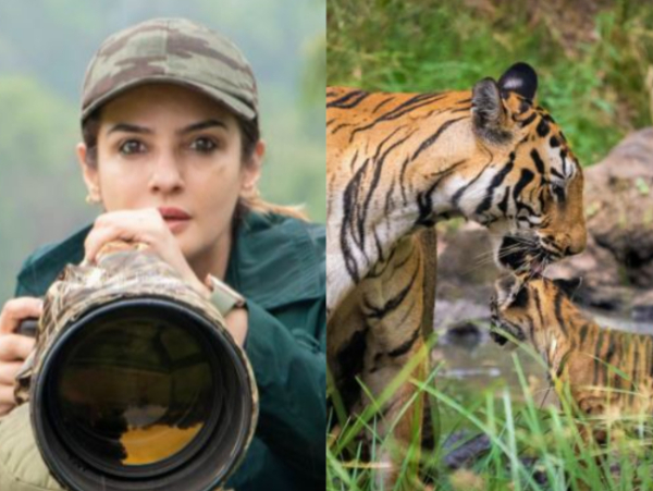 Raveena Tandon, Photo of tigers clicked by Raveena Tandon (Image Source: Twitter)