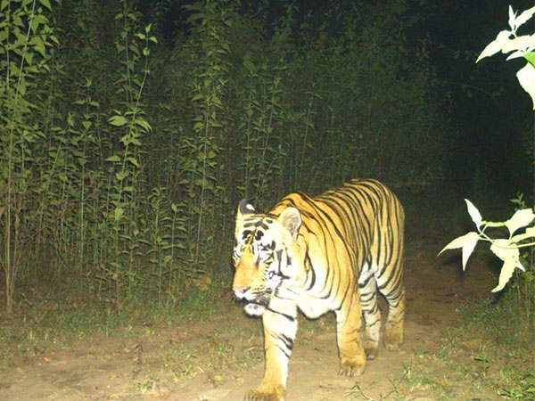 Tiger spotted in trap camera (Photo/forest department)
