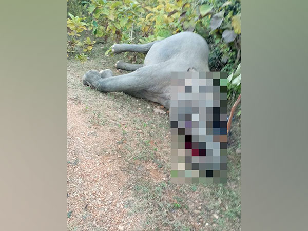 Elephant dies due to electrocution in Chhattisgarh's Kansabel forest