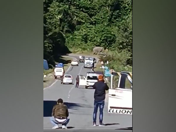 Wild elephant crosses the road in Bombdila forest area on Thursday (Grab from the video)