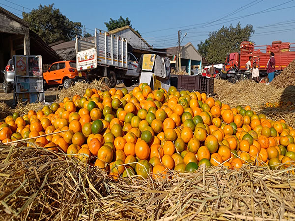 Siliguri oranges productions record 30 per cent less sale this year (Photo/ANI)