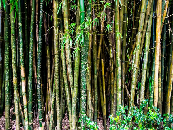 Image Credit: Pexels.com